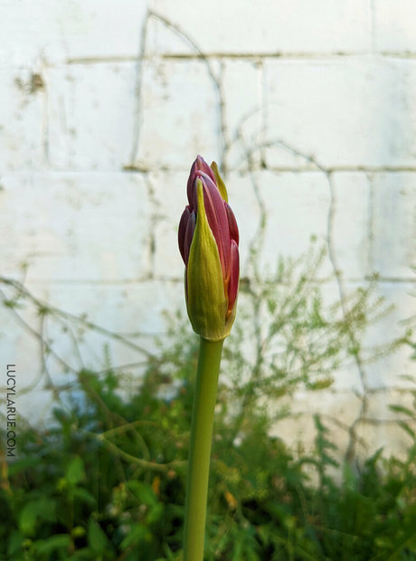 pregnant milf onlyfans top image