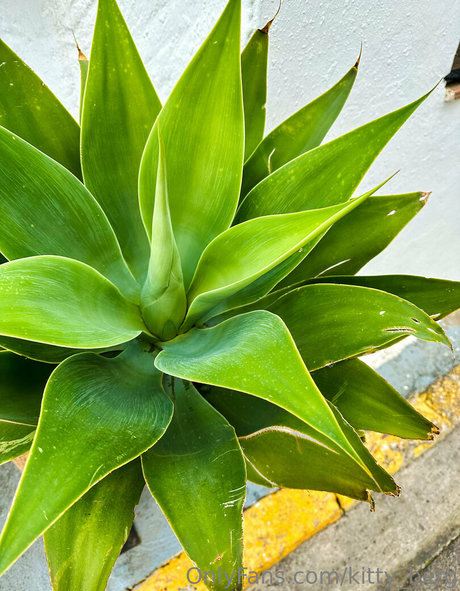 micro thong onlyfans beautiful porn images