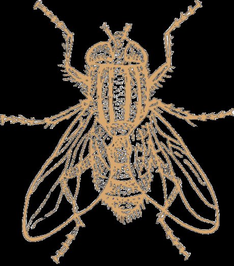 Model Individual perfect star img