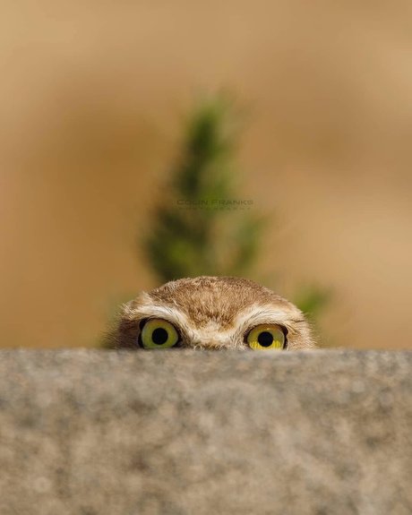 Mr Dance model high quality photos