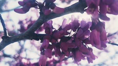 Nature Thighs sex model archive