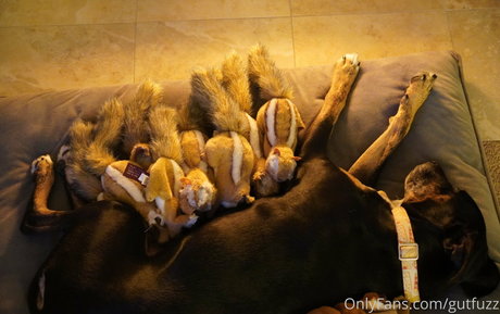 gutfuzz model porn archive