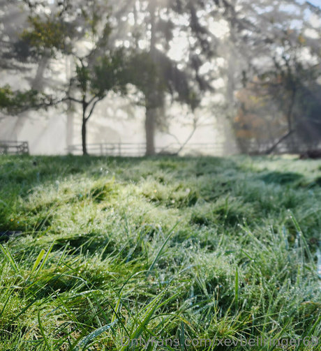 xevbellringer69 high quality star image