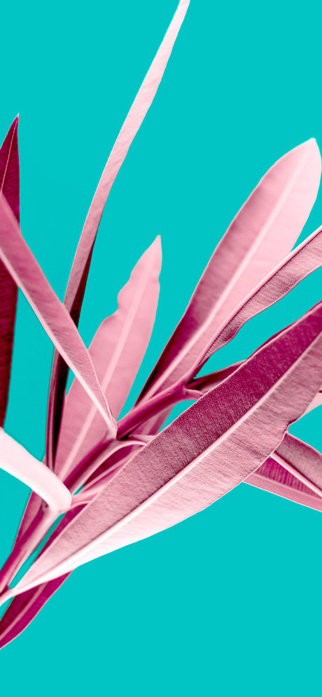 Thiago e Elvis star sexy pic