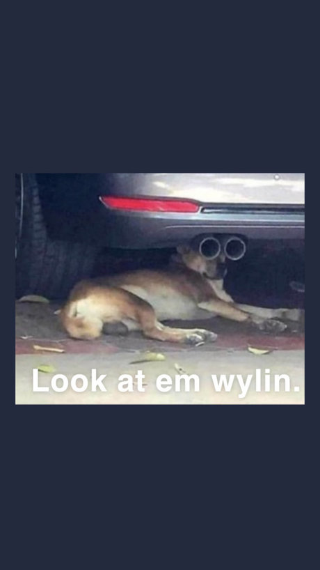 dacasablanca actress images