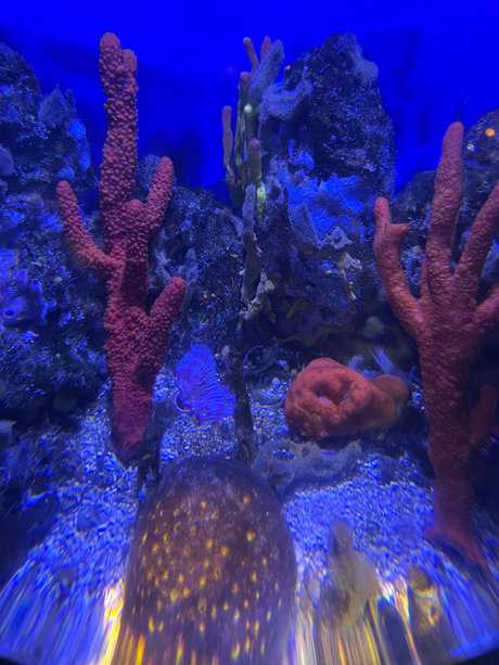 Alana Saint beautiful pornstar photos