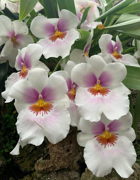 margotdeveraux pretty pornstar galleries