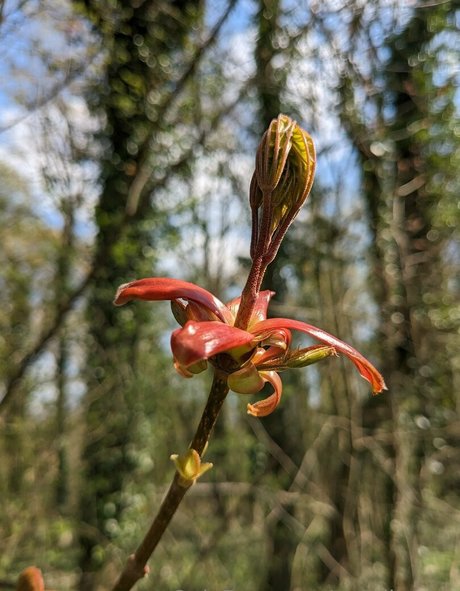 nataliewinz nice pornstar picture