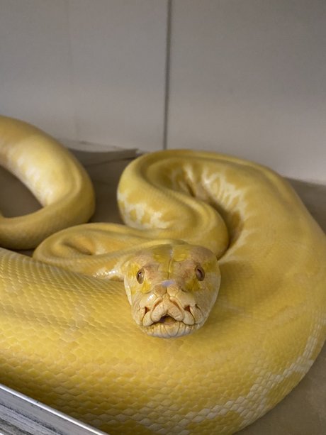 Cheddar The Python hd pornstar gallery