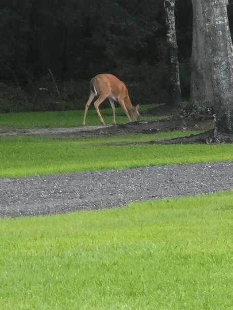 New start adult star image