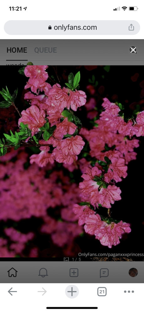 Joanna Belle pornstar nice gallery