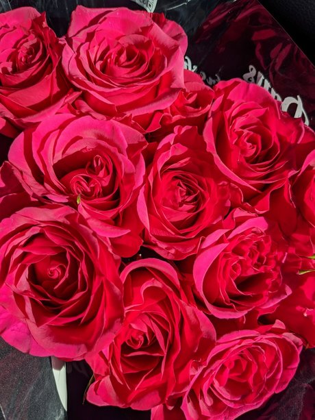 Alitalia Cass pornstar free image