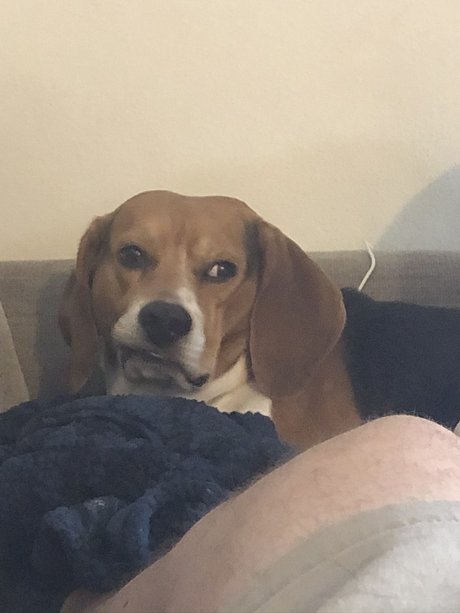 361 daddy perfect star galleries