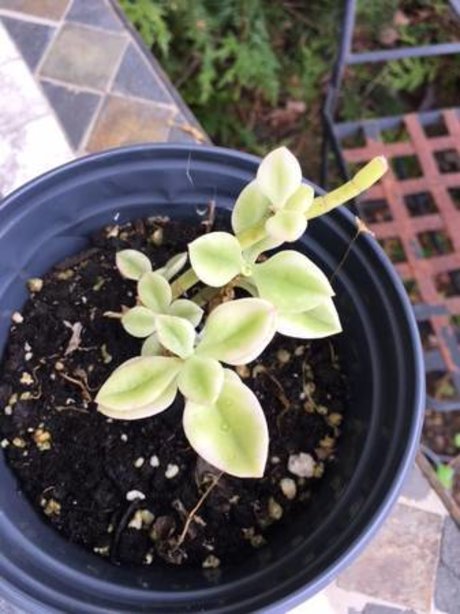 ayam hot model image