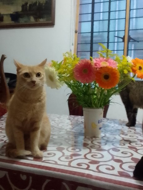 Dea babe model high quality pictures