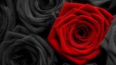 Dannie Rose star top images