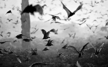 Zephyranthes beautiful actress image