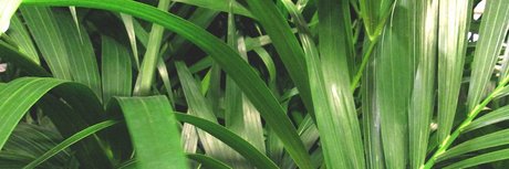 Eduardo Bailon star porn images