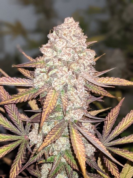 Ganja Farmer xxx model photo