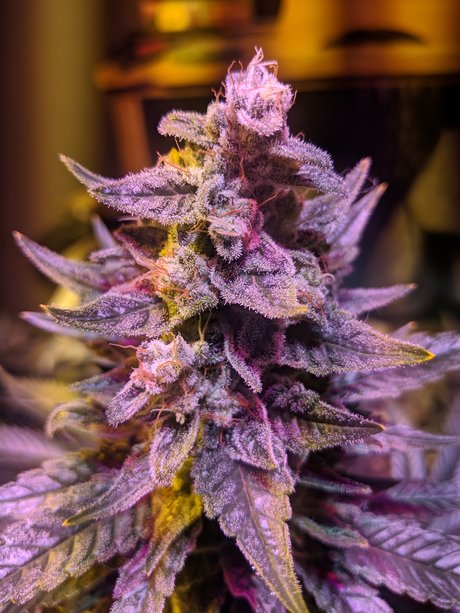 Ganja Farmer model pretty photos