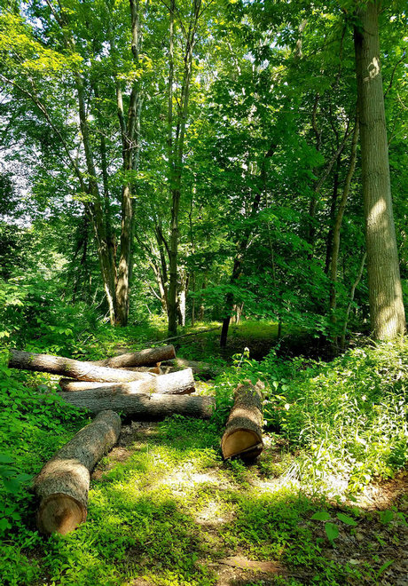 Onyx Rhyven s Page hd star pictures