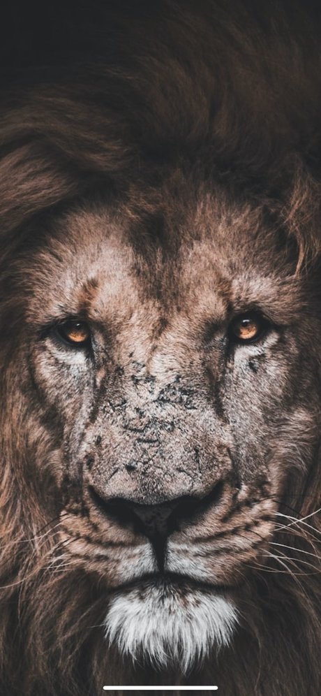 K1ngV1l adult star gallery