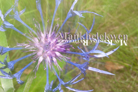 Mankhelekwen model nice img