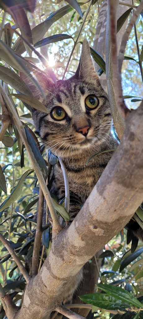 Go For Sho pretty model picture