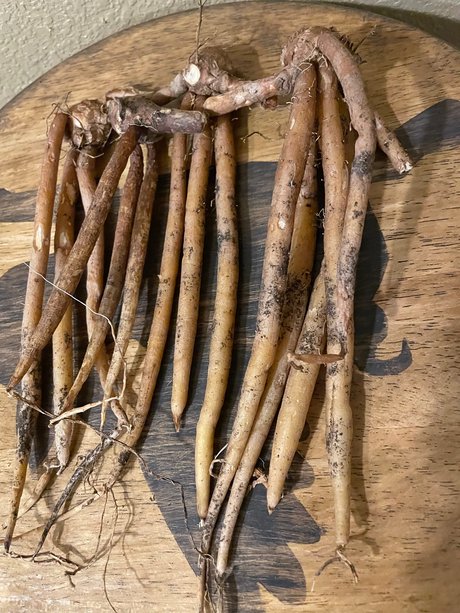 The plantguy star porn gallery