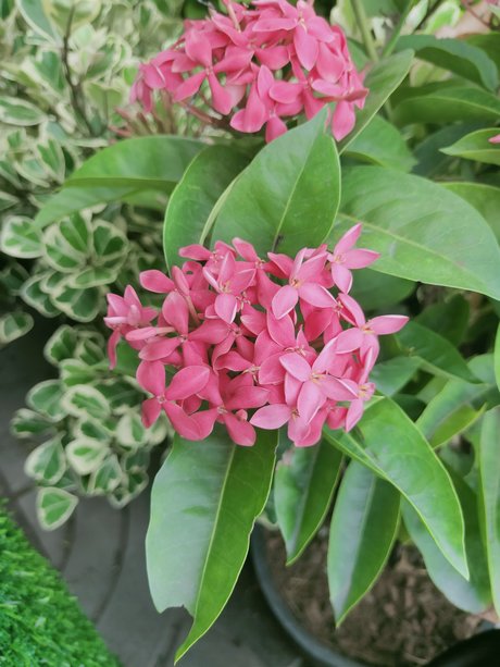 Kenji12 perfect model galleries