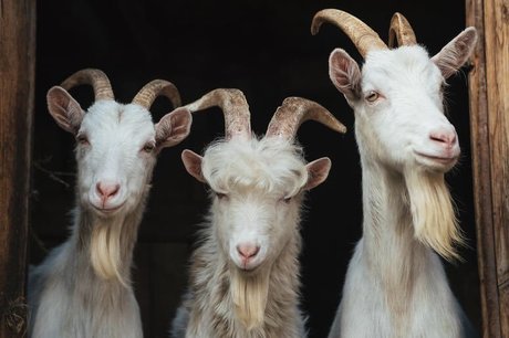 Willie Long xxx model images