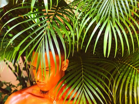 Pisan Dreams star top pictures