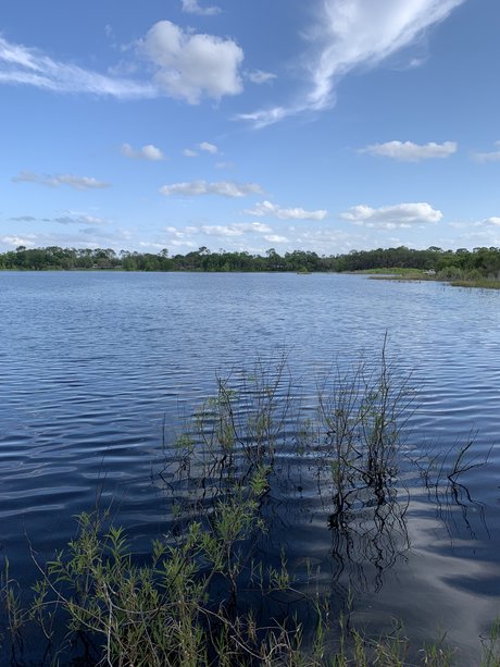 Puppy Mills adult star gallery