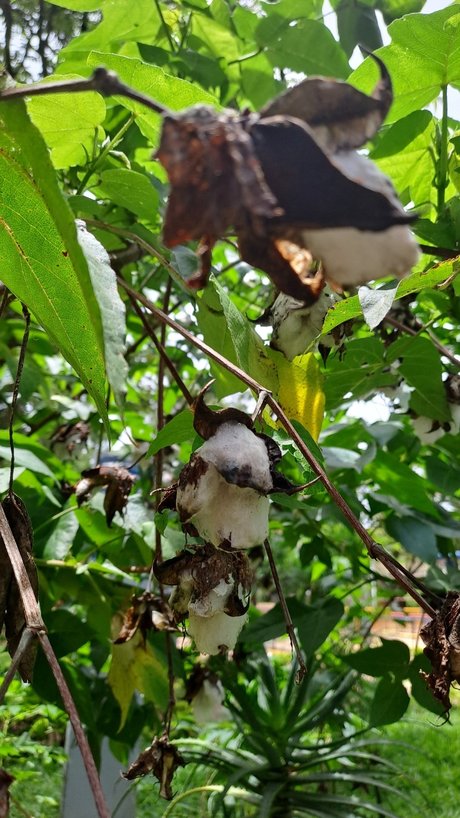 Ocel9ttygirl naked star gallery