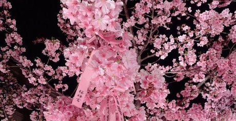 Mis Philomena pornographic star archive