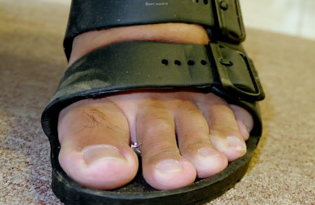 wild boar giant best star picture