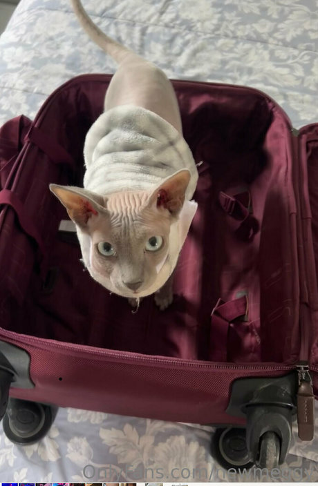 newmeggy high quality star photo