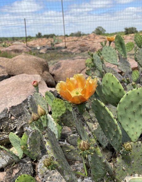 dreamer31 model art pic