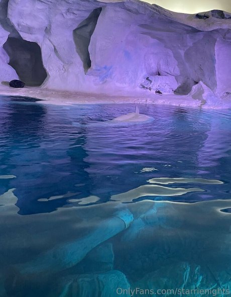 starrienights top star image