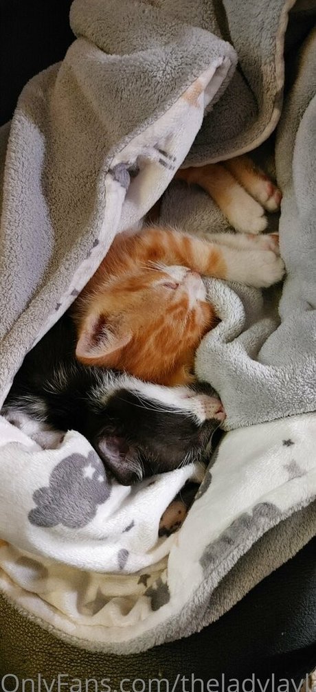 theladylayla pretty pornstar pics