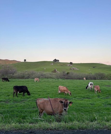 Anika Grace top actress pics