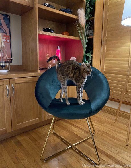 cartercruise pornstar erotic img