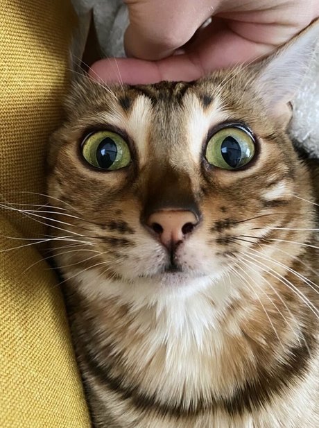 cartercruise star sex picture