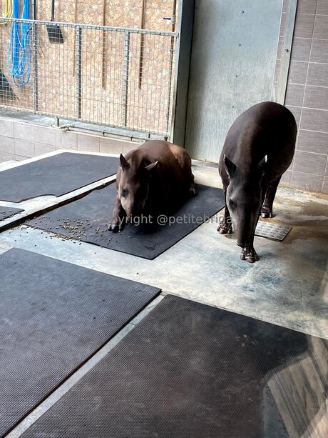 Freepetitebrida Best Profile Photo