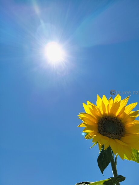 Jo Vee Nz star exclusive galleries