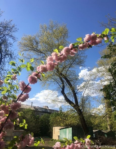 mirniy star porn galleries