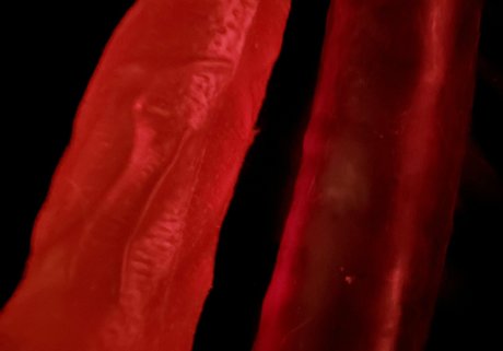 nekogoth23 star naked photos