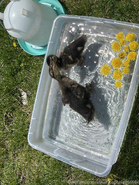 Xsluttycupcakex6669x model nude pics