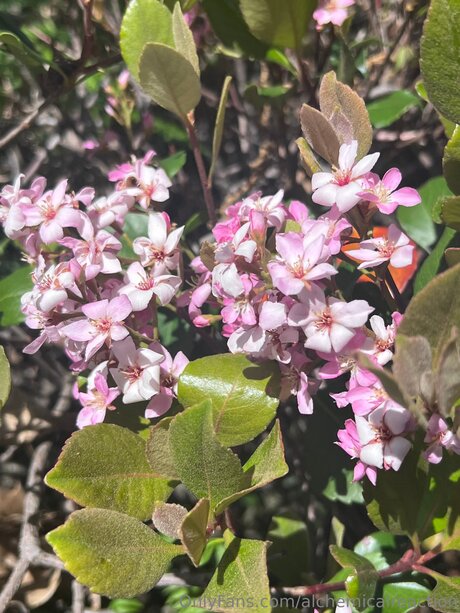 real teacher onlyfans art nude pictures