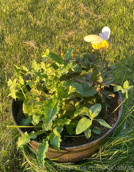 chubby mom onlyfans sexy xxx pictures